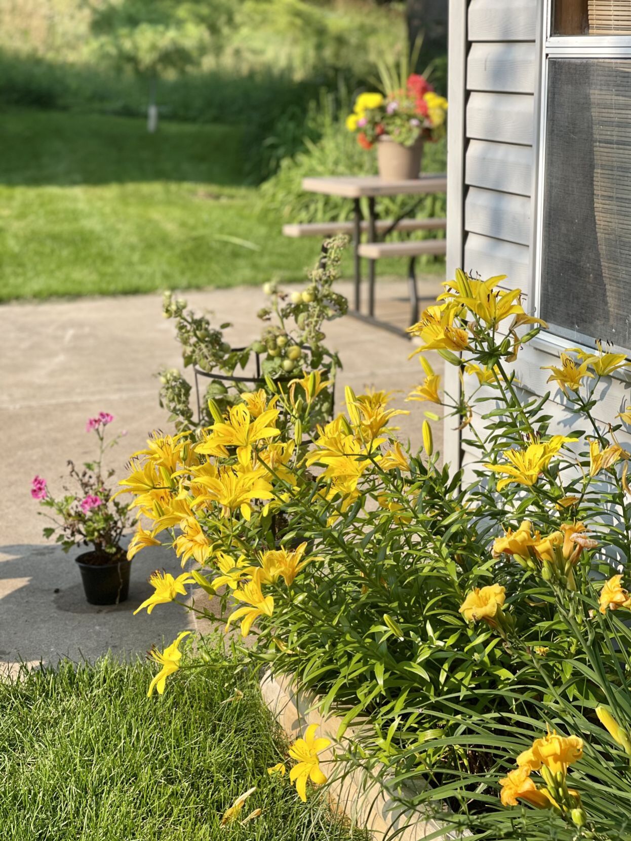 Lilies on the patio
